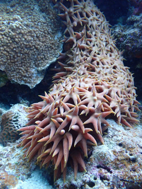 istock Pineapple sea cucumber・Ishigaki Island deep sea 1909213665