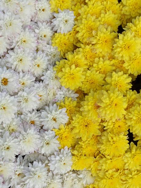 istock Yellow and white chrysanthemum flowers. Bouquet 1909215783