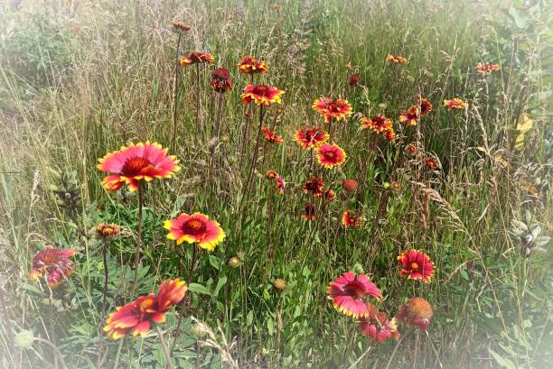 istock Blooming Gaillardia with vignette. 1909217915