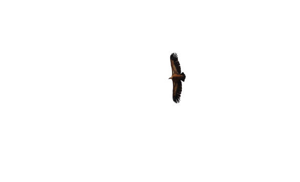 istock Gyps fulvus flying in Cuenca region, Spain 1909226606