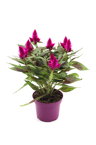 Celosia argentea, commonly known as Cockscomb or Silver Cockscomb, showcased in a flower pot against a white background.