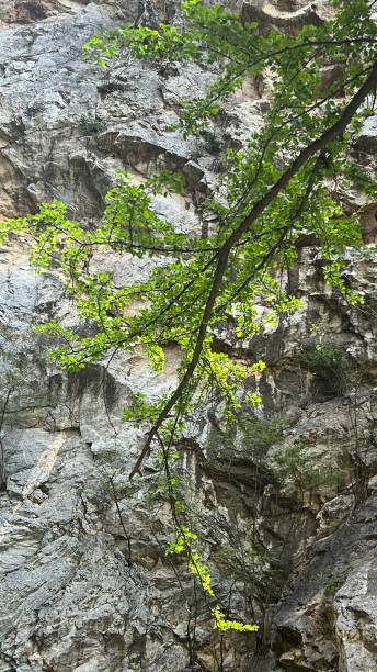 beautiful hidden spot at khao ngu stone park, ratchaburi, thailand. - canyon rock mountain cliff ストックフォトと画像