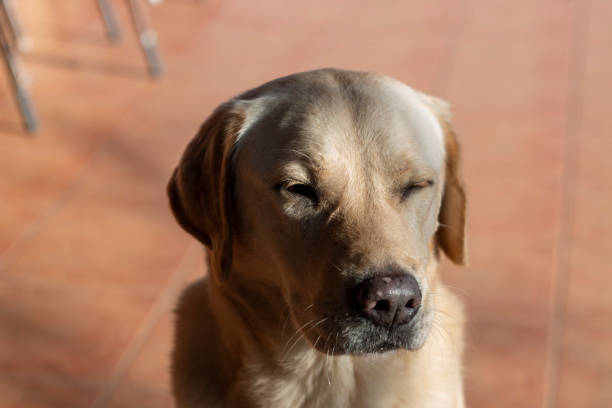 Dog portraits, in this case a Labrador breed, another a hound or an Andalusian winemaker