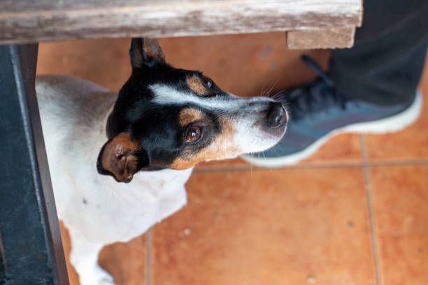 istock Dog portraits, in this case a Labrador breed, another a hound or an Andalusian winemaker 1909240910