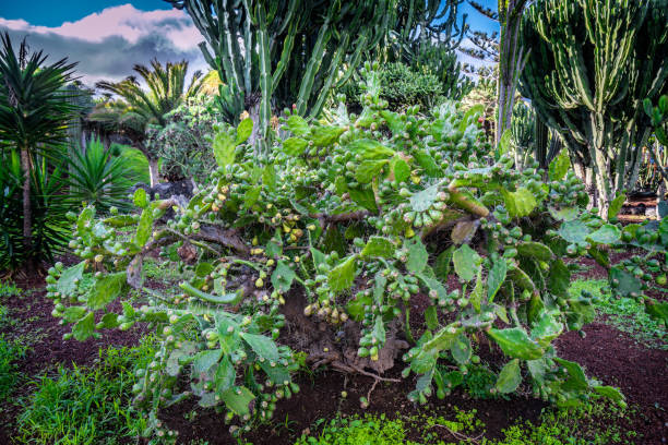 istock Cactus Opuntia growing on Tenerife in Span 1909247591