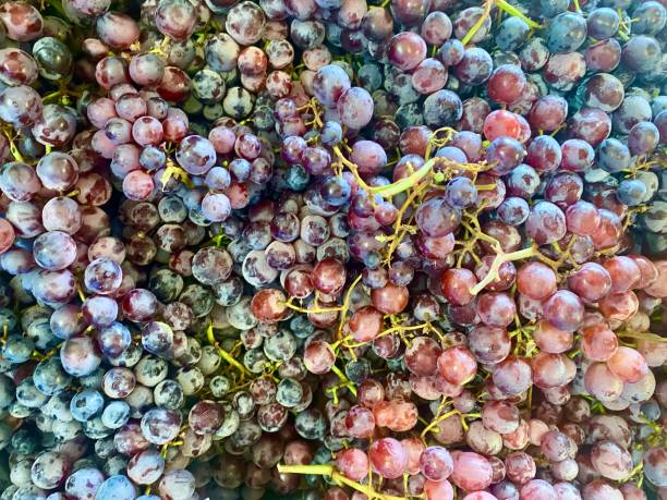 frisch gepflückte rote trauben - grape red grape red farmers market stock-fotos und bilder