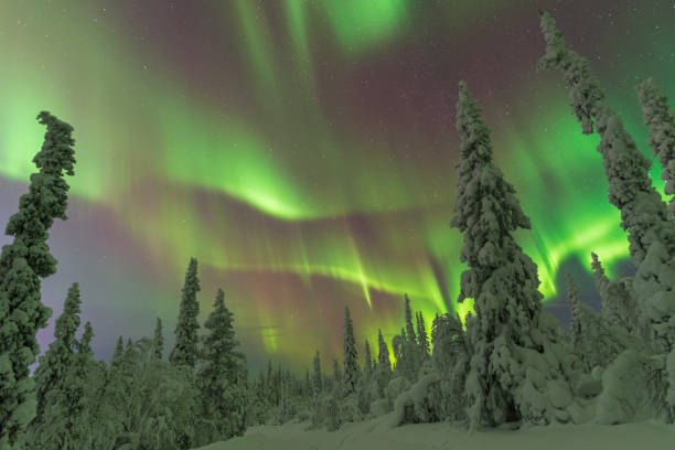 istock Snow-capped forest under northern lights, Gallivare, Sweden 1909265931