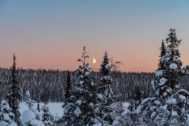 wschód księżyca nad zaśnieżonym lasem, laponia - winter landscape sweden snow zdjęcia i obrazy z banku zdjęć