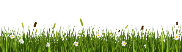 Realistic grass meadow vector banner with wild flowers Realistic grass meadow vector banner with wild flowers on transparent background meadow stock illustrations