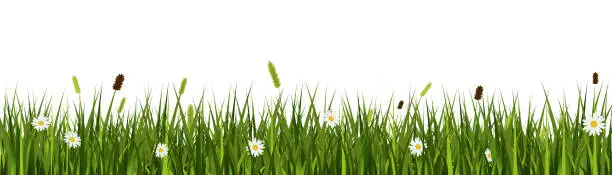 Vector illustration of Realistic grass meadow vector banner with wild flowers