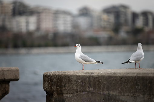 Gulls squabbling