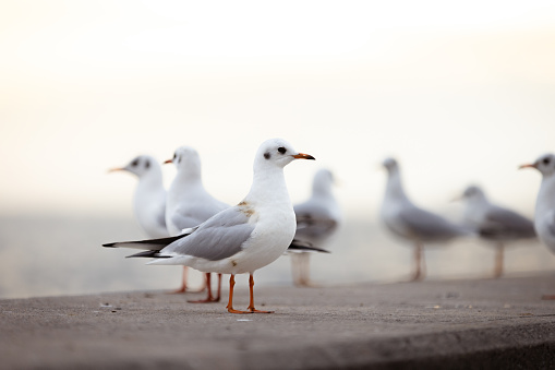 Seagulls perched on bollards 