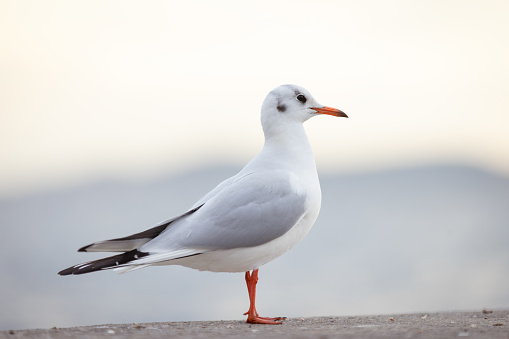 Seagull is standing on coastline.