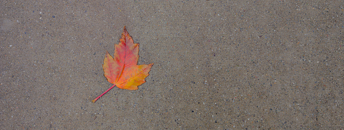 A solitary fallen leaf lies on the grey concrete ground