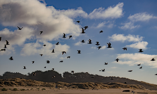 A group of birds flying above the sandy beach with a cloudy sky in the background