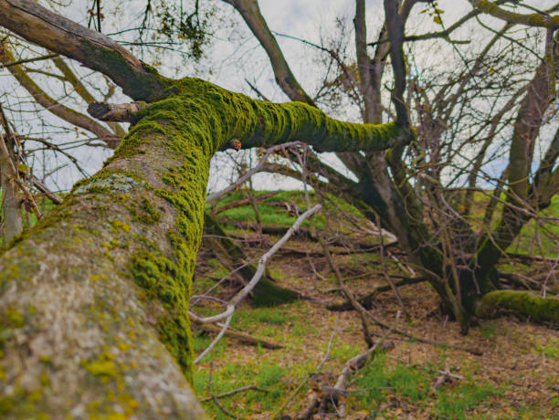 A tree on the ground, its trunk and branches covered in a lush blanket of moss