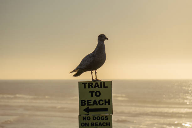 istock Seagull perched atop a wooden post sign pointing to a beach 1909293904
