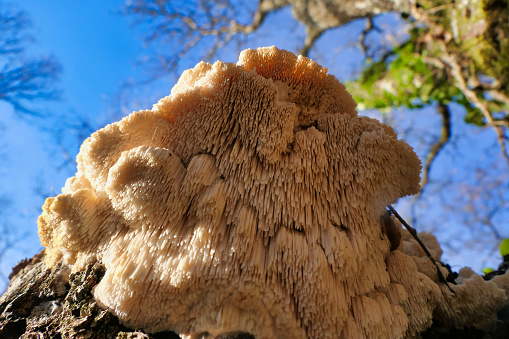 Hericium cirrhatum (Tiered Tooth Fungus) found growing 20 feet up an oak tree. A rare edible fungus with good medicinal properties.