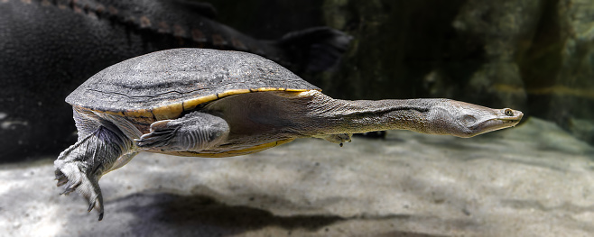 Close-up view of a Northern snake-necked turtle (Chelodina oblonga)