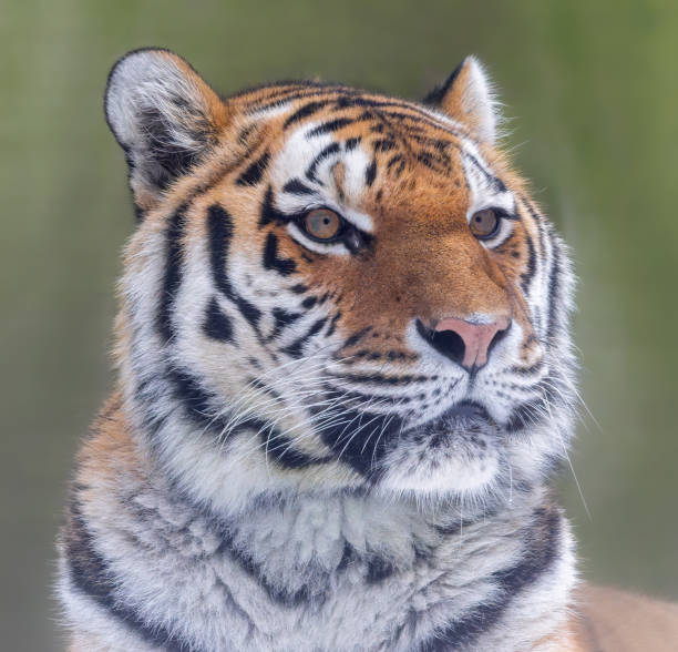 istock Close up view of a Siberian tiger 1909311944
