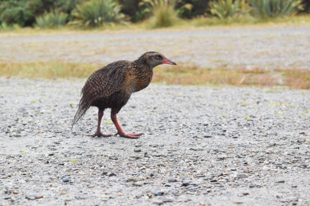 istock Weka stock photo 1909328692