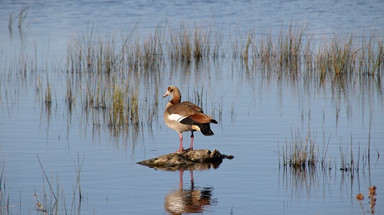 A Nile goose (Alopochen aegyptiaca) atop a log in a tranquil pond