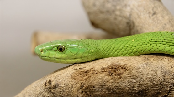 A close-up of a green mamba (Dendroaspis viridis) snake atop a rock