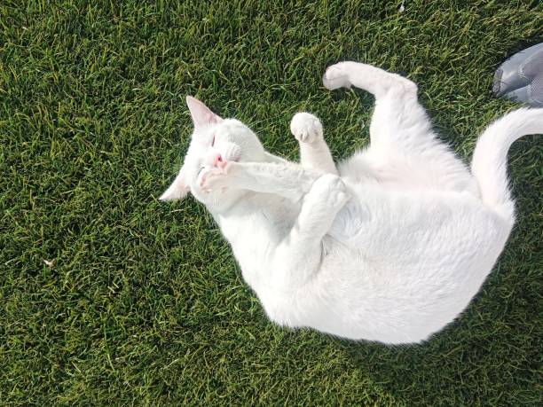 istock Happy white cat playing on the grass. 1909349090