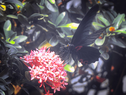 Black Butterfly On A Flower