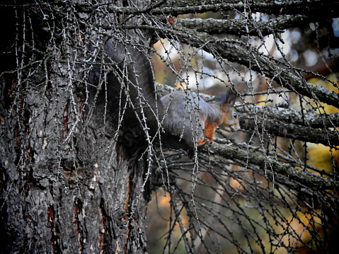 A Squirrel On A Tree