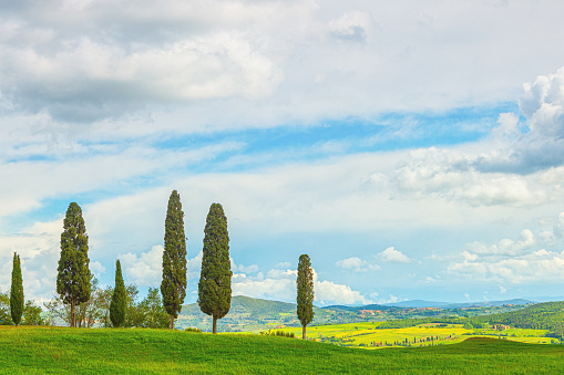 Beautiful awesome cypress trees in Italy