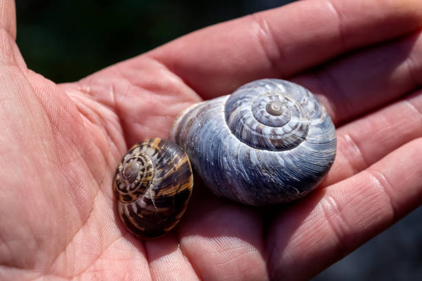 istock A two snail close-up on a sitting on hand 1909394577
