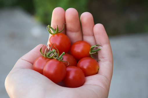 Cherry tomatoes in hand on the blurred green garden background