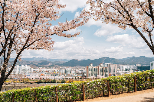 Panoramic view of Dongchon riverside park and city with cherry blossoms in Daegu, Korea