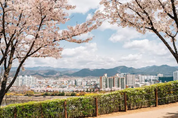 Panoramic view of Dongchon riverside park and city with cherry blossoms in Daegu, Korea