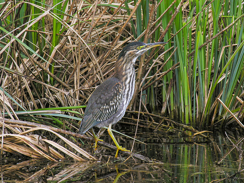Juvenile green heron (Butorides virescens), also called the little green heron. This heron species is normally found in North and South America. In April 2006 a very rare heron was seen near Amsterdam. stray juvenile green heron stayed in a swamp near Amsterdam.