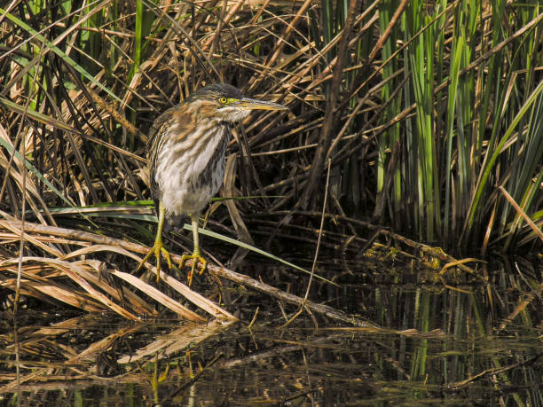 istock very rare green heron in the Amsterdam forest 1909421393