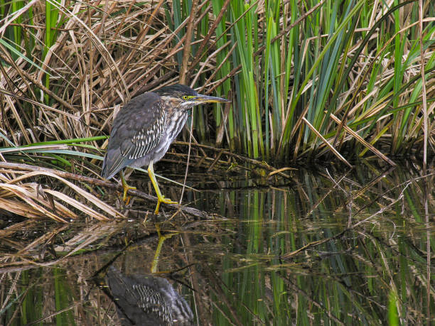 istock very rare green heron in the Amsterdam forest 1909421395