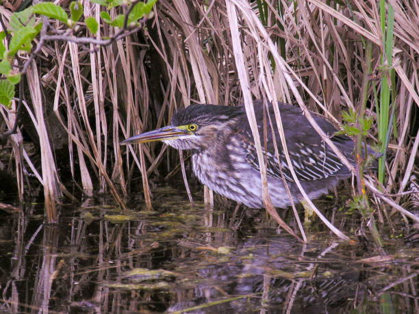 istock very rare green heron in the Amsterdam forest 1909421406