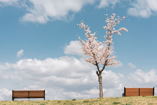 Cherry blossom and bench at Dongchon Sunrise Park in Daegu, Korea