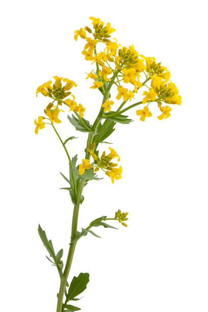 istock Blossoming branch of mustard 1909426162