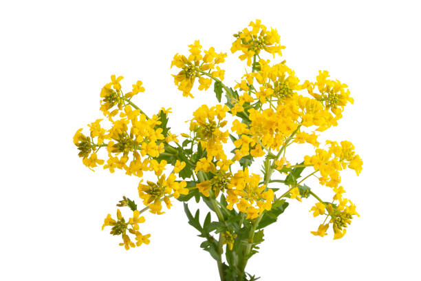 istock Blossoming branch of mustard 1909426169