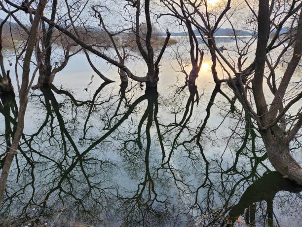 istock Trees growing in the water 1909426712