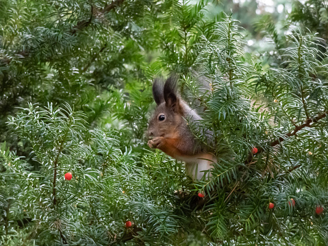 Red Squirrel (Sciurus vulgaris) sitting on branches of English or European yew (Taxus baccata)