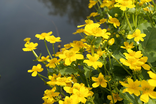 Yellow spring flowers Caltha palustris blooming in the pond at Vondelpark, Netherlands.