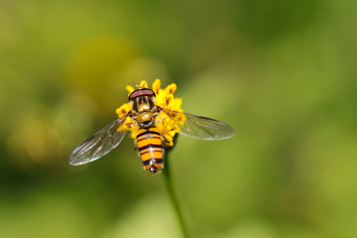 Marmalade hoverfly eating the Pollen of a yellow flowered cobbler's pegs (Kosendangusa, Bidens pilosa, Outdoor field, closeup macro photography)