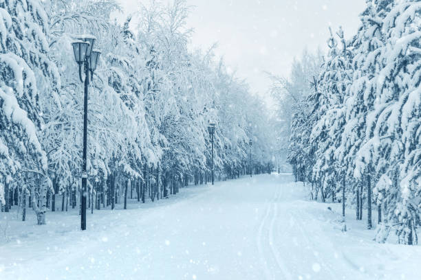 istock Winter landscape. Snowy forest in winter park. 1909450862