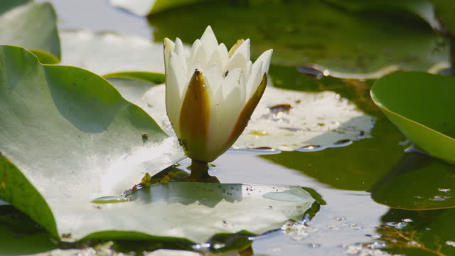 Close up view of white water lily half closed with large green leaves on a pond