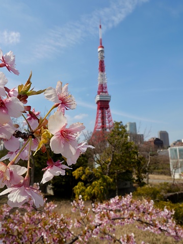 The cherry blossom against the backdrop of Tokyo Tower