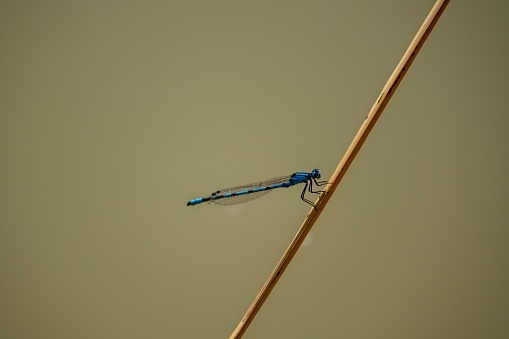 A common blue damselfly on a twig, Enallagma cyathigerum